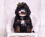 Puppy Peanut AKC Poodle (Toy)