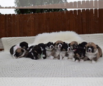 Small Photo #108 Pembroke Welsh Corgi Puppy For Sale in SOULSBYVILLE, CA, USA