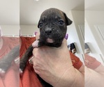 Puppy 2 Boxer