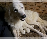 Small Photo #2 Great Pyrenees Puppy For Sale in NORTHPORT, AL, USA