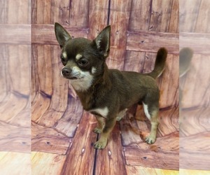 Father of the Chihuahua puppies born on 08/01/2025