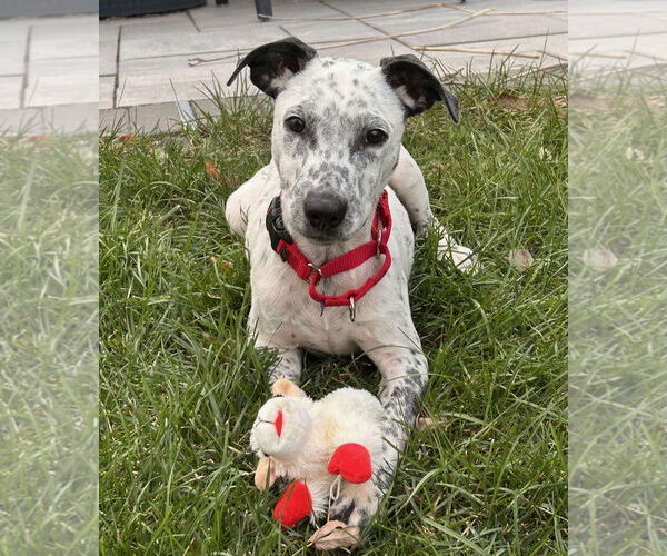 Medium Photo #3 Coonhound-Unknown Mix Puppy For Sale in GILBERTS, IL, USA