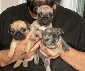 French Bulldog Litter for sale in WALDORF, MD, USA