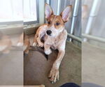 Small #1 Red Heeler Mix