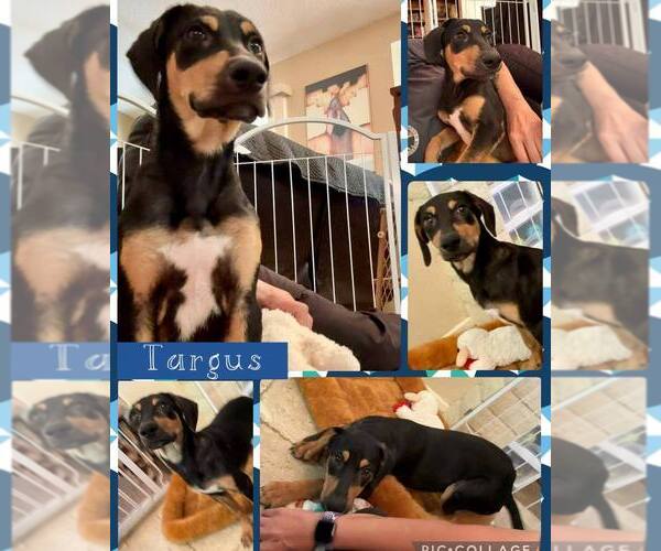 Medium Photo #2 Black and Tan Coonhound-Unknown Mix Puppy For Sale in Mesa, AZ, USA