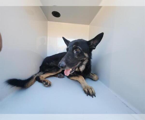 Medium Photo #1 German Shepherd Dog Puppy For Sale in Houston, TX, USA
