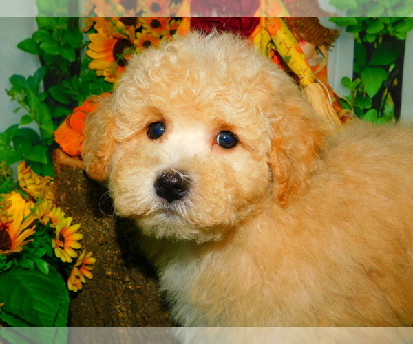Medium Photo #2 Bichon Frise Puppy For Sale in HAMMOND, IN, USA