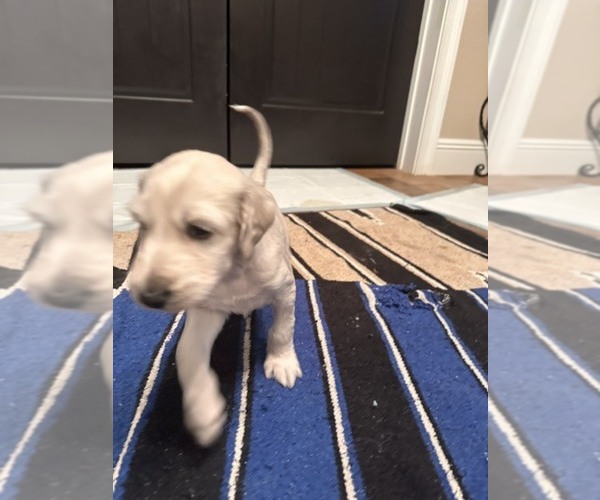 Medium Photo #14 Afghan Hound Puppy For Sale in VIDALIA, GA, USA