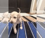 Puppy Baby Afghan Hound