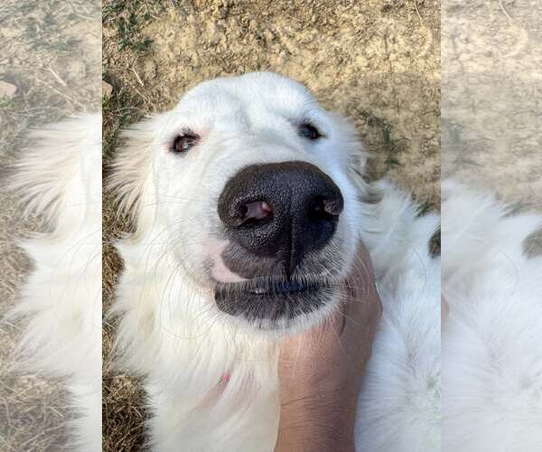 Medium Photo #15 Great Pyrenees-Unknown Mix Puppy For Sale in Houston, TX, USA