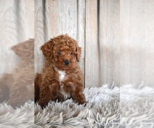 Poodle (Miniature) Puppy for sale in PROVIDENCE, RI, USA