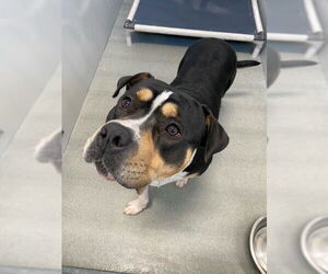 Mutt Dogs for adoption in Fayetteville, NC, USA