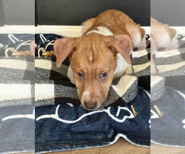 Medium Photo #4 Beagle-Unknown Mix Puppy For Sale in Westminster, MD, USA