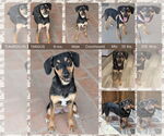 Small #4 Black and Tan Coonhound Mix