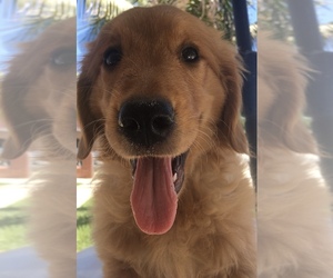Golden Retriever Puppy for sale in SANTA ANA, CA, USA