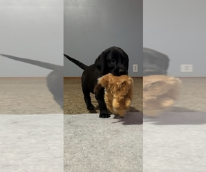 Labrador Retriever Litter for sale in CARO, MI, USA