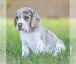 Small Photo #2 Beagle Puppy For Sale in MYERSTOWN, PA, USA