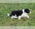 Small Photo #13 Border Collie Puppy For Sale in BLOOMINGTON, WI, USA