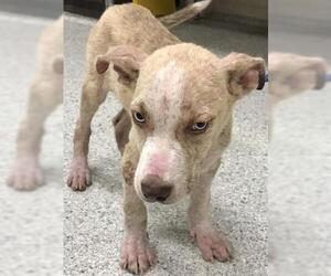 Labrador Retriever Dogs for adoption in Conroe, TX, USA
