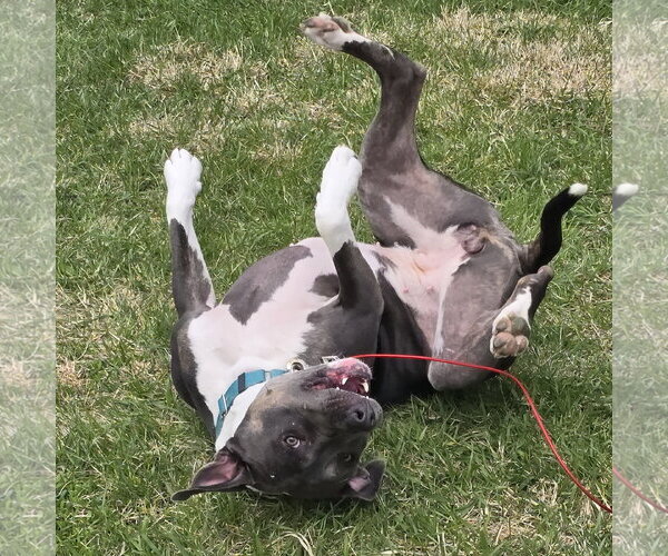 Medium Photo #15 Mutt Puppy For Sale in Fargo, ND, USA