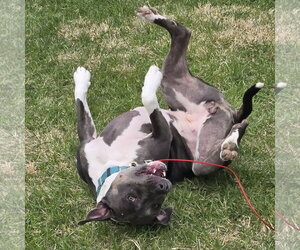 Gayle - Female Mutt Dog for Adoption - Photo #15