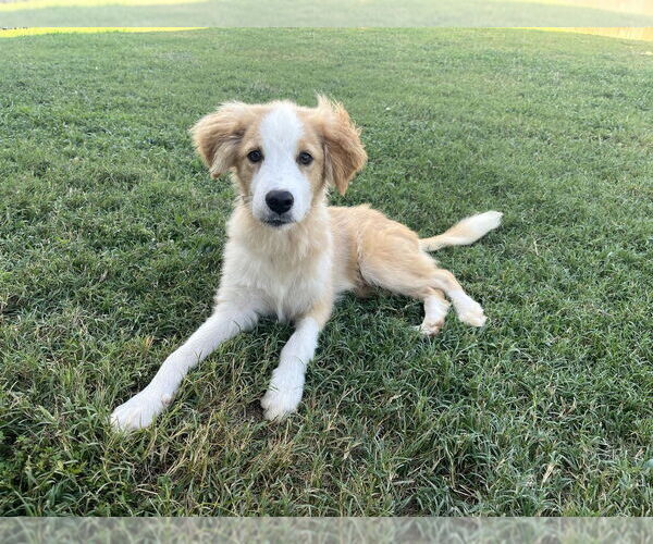 Medium Photo #1 Collie-Unknown Mix Puppy For Sale in Boston, MA, USA