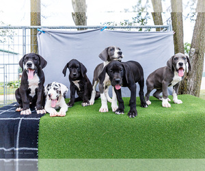 Great Dane Puppy for Sale in WAKARUSA, Indiana USA