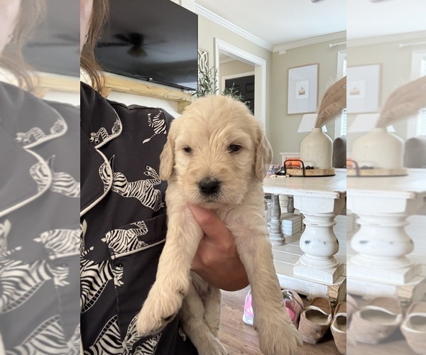 Medium Photo #5 Labradoodle Puppy For Sale in ADGER, AL, USA