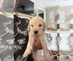 Small #4 Labradoodle