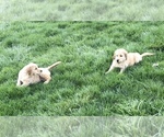 Small Photo #10 Golden Retriever Puppy For Sale in BATTLE GROUND, WA, USA