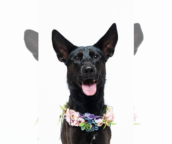 Medium Photo #21 German Shepherd Dog-Unknown Mix Puppy For Sale in Houston, TX, USA