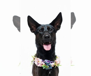Forty - Female German Shepherd Dog-Unknown Mix Dog for Adoption - Photo #21