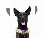 Small #20 German Shepherd Dog Mix