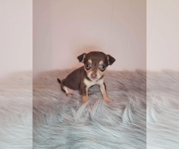 Medium Photo #1 Chihuahua Puppy For Sale in INDIANAPOLIS, IN, USA