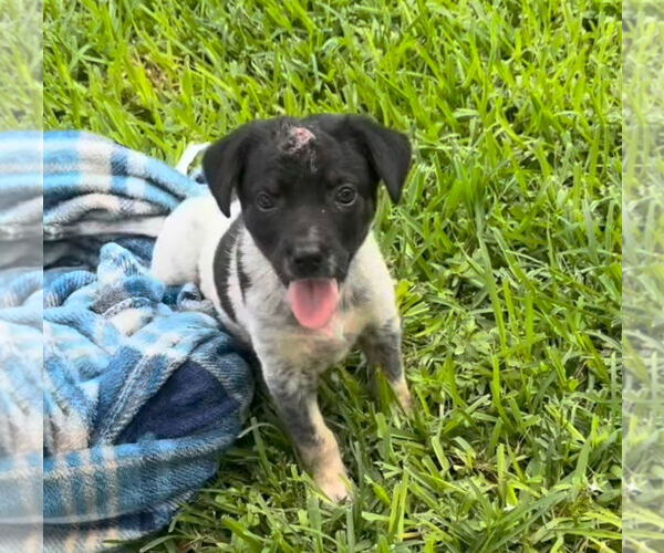 Medium Photo #2 Mutt Puppy For Sale in Houston, TX, USA