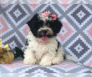 Havashu-Poodle (Miniature) Mix Puppy for sale in LAKELAND, FL, USA