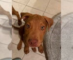 Small #3 American Staffordshire Terrier-Vizsla Mix