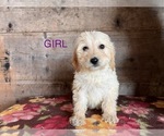 Small Photo #4 Goldendoodle Puppy For Sale in VERMONTVILLE, MI, USA