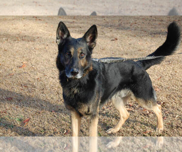 Medium Photo #1 German Shepherd Dog Puppy For Sale in BEULAVILLE, NC, USA