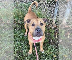 Mutt Dogs for adoption in Sacramento, CA, USA