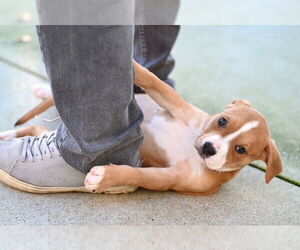 Mutt Dogs for adoption in Santa Cruz, CA, USA