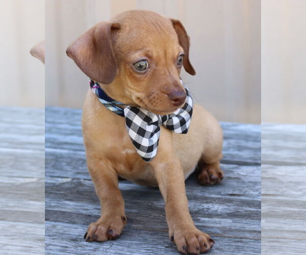 Medium Photo #2 Chiweenie Puppy For Sale in Bandera, TX, USA