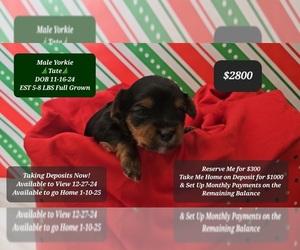 Yorkshire Terrier Puppy for sale in TUCSON, AZ, USA