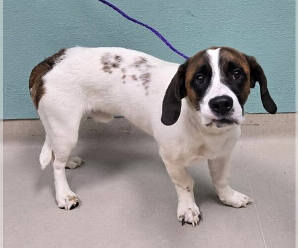 Medium Photo #2 Basset Hound-Unknown Mix Puppy For Sale in Petaluma, CA, USA