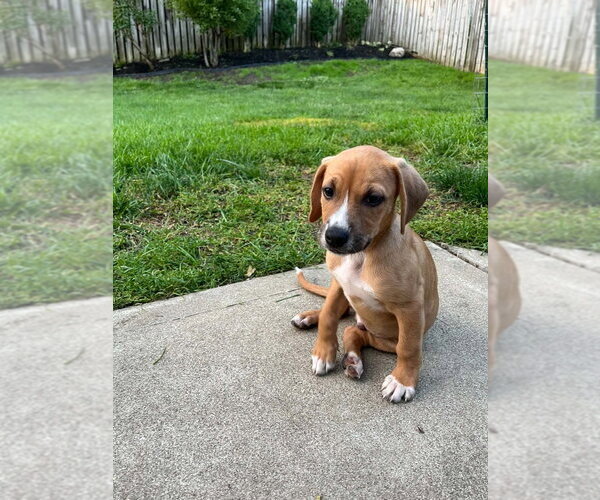 Medium Photo #4 Doxle Puppy For Sale in Aurora, IN, USA