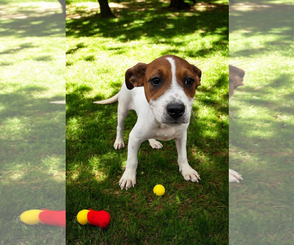 Medium Photo #18 Basenji-Rat Terrier Mix Puppy For Sale in McKinney, TX, USA