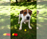 Small #17 Basenji-Rat Terrier Mix
