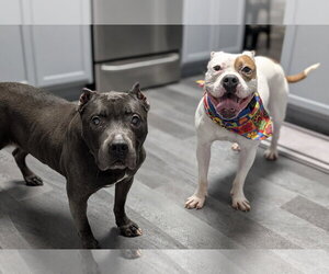 Chief - Male American Staffordshire Terrier-Boxer Mix Dog for Adoption - Photo #15