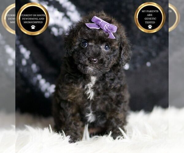 Medium Photo #1 Poodle (Toy) Puppy For Sale in WARSAW, IN, USA