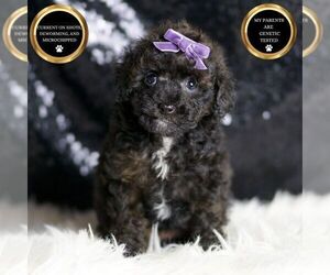 Medium Poodle (Toy)